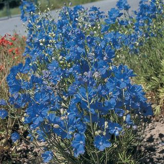 Blue Mirror Delphinium Thumbnail